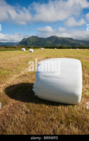 Balle de foin fraîchement coupé sur champ, Gimsøya, îles Lofoten, Norvège Banque D'Images