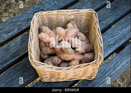 Les pommes de terre récoltées, Solanum tuberosum 'Pink Fir Apple', sur l'affichage à Painswick Rococo Garden dans les Cotswolds, Royaume-Uni Banque D'Images