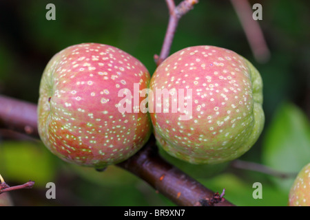 Les fruits du cognassier Chaenomeles superba japonais Banque D'Images