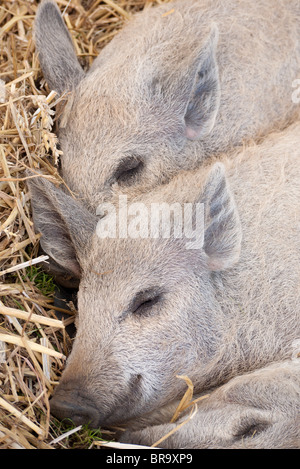 Arbre généalogique porcelets Mangalitza endormi sur la paille 5 Banque D'Images