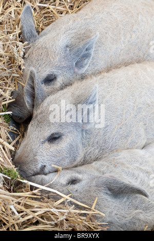 Arbre généalogique porcelets Mangalitza endormi sur la paille 2 Banque D'Images