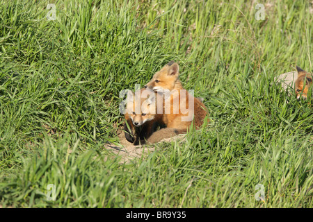 Le Renard roux Vulpes vulpes deux oursons assis à l'extérieur de leur tanière dans la longue herbe Banque D'Images