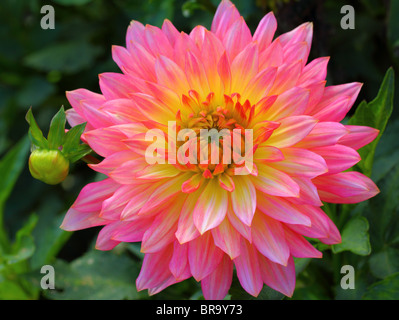 Fleur dahlia rose et jaune, Close up Banque D'Images