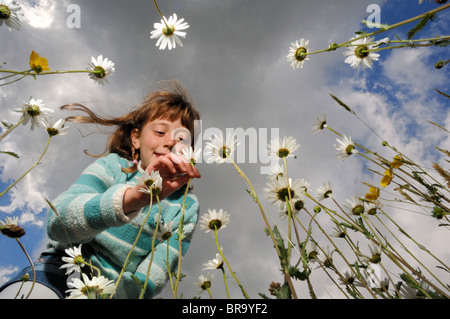 Un enfant regarde Oxeye marguerites dans un hay Meadow à Dartmoor National Park Banque D'Images
