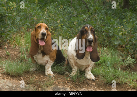 Deux Basset Hounds Banque D'Images