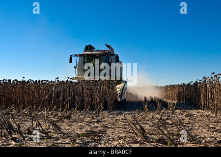 Rendmt Lexion moissonneuse-batteuse Claas 540 la récolte de tournesol - Indre-et-Loire, France. Banque D'Images