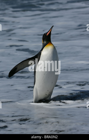 Manchot royal (Adptenodytes patagonicus)debout dans la mer avec beak soulevées et palmes retour Banque D'Images