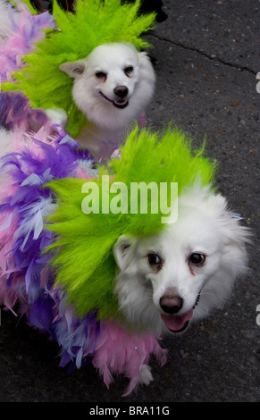 Les chiens costumés défilent à la Nouvelle Orléans pendant la Parade de Mardi Gras Barkus annuel. Banque D'Images