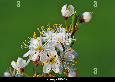 Close up of bush Sloe / Prunellier en fleur (Prunus spinosa) au printemps, Luxembourg Banque D'Images