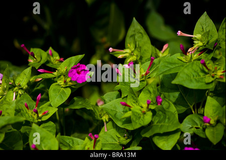 Mirabilis jalapa, Four O'clock fleur ou s'émerveiller du Pérou, en fleurs Banque D'Images