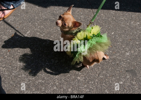 Les chiens costumés défilent à la Nouvelle Orléans pendant la Parade de Mardi Gras Barkus annuel. Banque D'Images