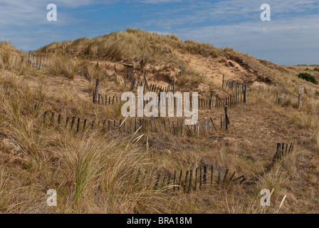 Un point Blakeny dune de sable protégée sur la côte de Norfolk. L'utilisation de l'escrime sida dune réforme et croissance d'ammophile Banque D'Images