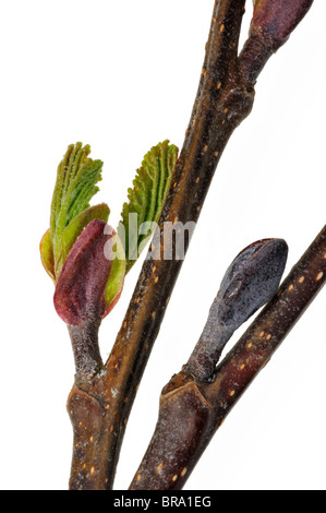 L'Aulne glutineux aulne / /'Aulne glutineux (Alnus glutinosa) ouverture des bourgeons et des feuilles au printemps, Belgique émergents Banque D'Images
