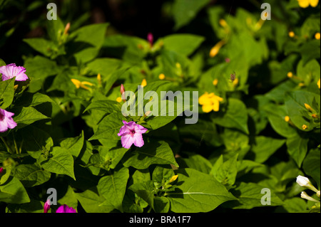 Mirabilis jalapa, Four O'clock fleur ou s'émerveiller du Pérou, en fleurs Banque D'Images