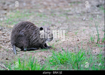 / Ragondin ragondin (Myocastor coypus), La Brenne, France. Originaire de l'Amérique du Sud Banque D'Images