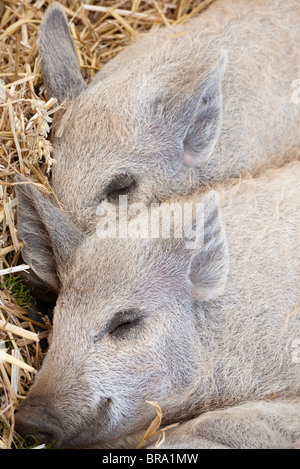 Arbre généalogique porcelets Mangalitza endormi sur la paille 4 Banque D'Images