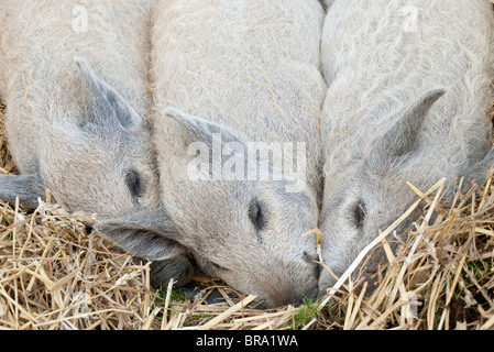 Arbre généalogique porcelets Mangalitza endormi sur la paille 1 Banque D'Images