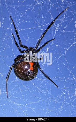 Sablier ROUGE MARQUE SUR L'Araignée Veuve noire Latrodectus mactans USA Banque D'Images Sablier ROUGE MARQUE SUR L'Araignée Veuve noire Latrodectus mactans USA Banque D'Images