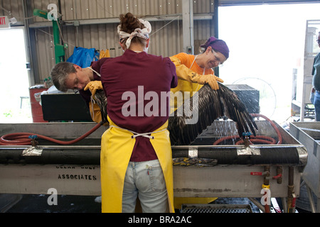 Les pélicans couverts d'huile provenant du déversement de pétrole de la plateforme Deepwater Horizon sont nettoyées au Fort Jackson Bird Rescue Center, en Louisiane. Banque D'Images