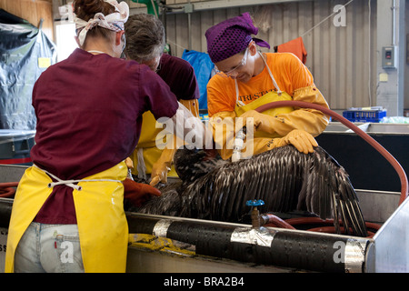 Les pélicans couverts d'huile provenant du déversement de pétrole de la plateforme Deepwater Horizon sont nettoyées au Fort Jackson Bird Rescue Center, en Louisiane. Banque D'Images