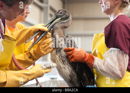 Les pélicans couverts d'huile provenant du déversement de pétrole de la plateforme Deepwater Horizon sont nettoyées au Fort Jackson Bird Rescue Center, en Louisiane. Banque D'Images