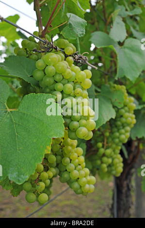 Chardonnay vert grappes suspendues sur une vigne pour faire du vin UK Banque D'Images