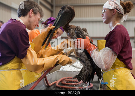 Les pélicans couverts d'huile provenant du déversement de pétrole de la plateforme Deepwater Horizon sont nettoyées au Fort Jackson Bird Rescue Center, en Louisiane. Banque D'Images