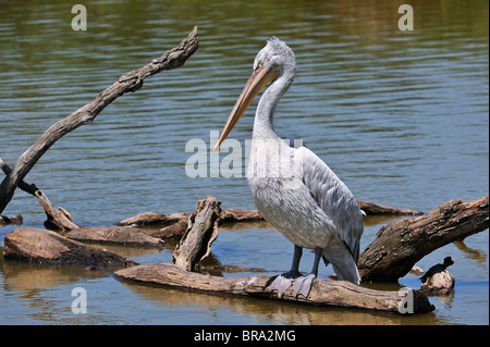 Pélican à dos rosé (Pelecanus rufescens) reposant sur le log in lake, originaire d'Afrique Banque D'Images