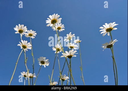 Marguerites / Oxeye daisy (Leucanthemum vulgare / Chrysanthemum leucanthemum) dans la région de flower meadow Banque D'Images