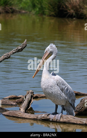 Pélican à dos rosé (Pelecanus rufescens) reposant sur le log in lake, originaire d'Afrique Banque D'Images