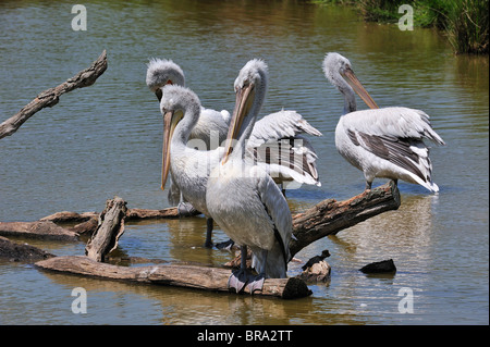 Des pélicans (Pelecanus rufescens) reposant sur le tronc de l'arbre et se lissant les plumes dans le lac, originaire d'Afrique Banque D'Images