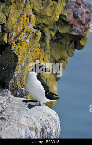 Petit pingouin (Alca torda) reposant sur le rebord de falaise à la réserve RSPB Fowlsheugh, Ecosse, Royaume-Uni Banque D'Images