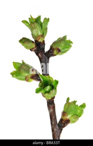 Cerise (Prunus cerasus) ouverture des bourgeons et des feuilles nouvelles, Belgique Banque D'Images