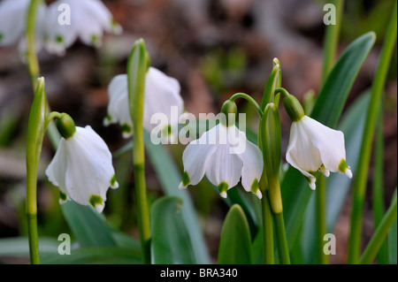 Flocon de neige de printemps Leucojum vernum (fleurs) Banque D'Images