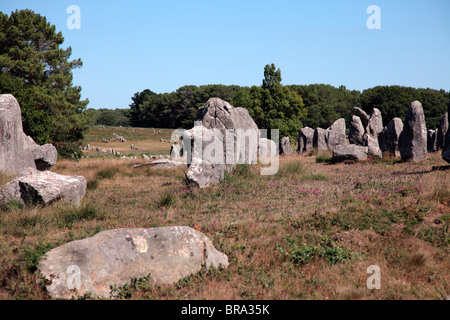 Les alignements de Kermario site mégalithique de pierres.de Carnac, Bretagne Banque D'Images