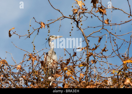 Grand héron (Ardea herodias) perché entre les feuilles d'automne Banque D'Images