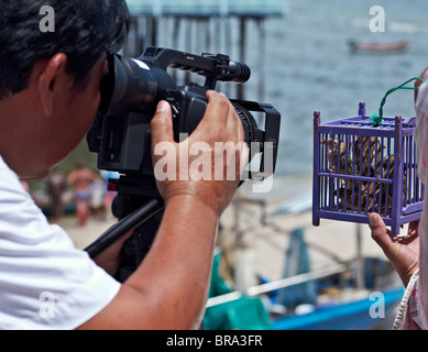 Caméraman de filmer les oiseaux sauvages en captivité pour être ensuite mis en bonne chance. S. E. Asie Thaïlande Banque D'Images