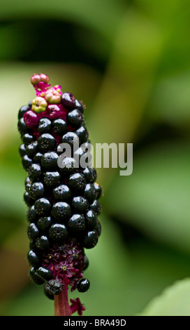 Fruits rouge foncé de l'Américain (du phytolaque (pokeweed) Phytolacca americana). Banque D'Images