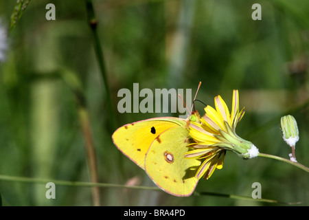 Berger a obscurci papillon jaune Banque D'Images