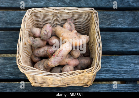 Les pommes de terre récoltées, Solanum tuberosum 'Pink Fir Apple', sur l'affichage à Painswick Rococo Garden dans les Cotswolds, Royaume-Uni Banque D'Images