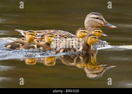 Canada, Colombie-Britannique, près de Kamloops, le canard colvert (Anas platyrhynchos), canard et les bébés de sexe féminin natation, juin Banque D'Images