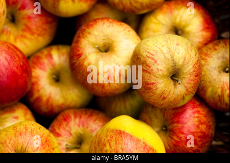 Affichage des pommes récoltées, Malus domestica 'Worcester Pearmain' à Painswick Rococo Garden dans les Cotswolds, Royaume-Uni Banque D'Images