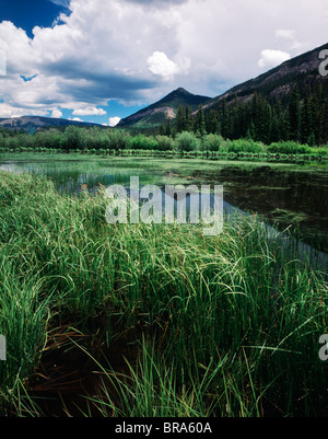 Étang de castors le long du fleuve RIO GRANDE RIO GRANDE FORÊT Forêt NATIONAL ROAD 520 HINSDALE COLORADO ROCKY MTNS. Banque D'Images