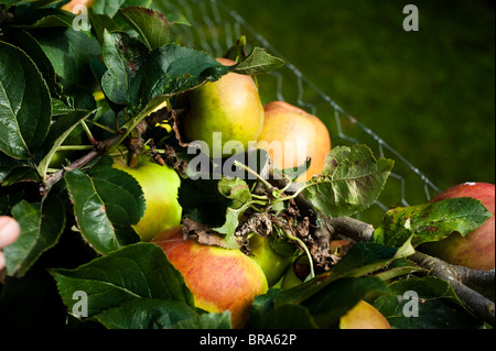 Apple, Malus domestica 'Orange' Blenheim avec tiges où les pommes ont été cueillies à Painswick Rococo Garden dans les Cotswolds Banque D'Images