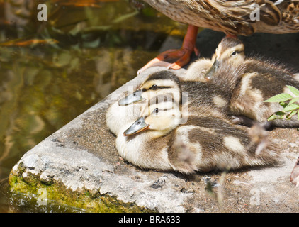 Wild adorables canetons ont un reste sur la rive du lac avec leur mère. Banque D'Images