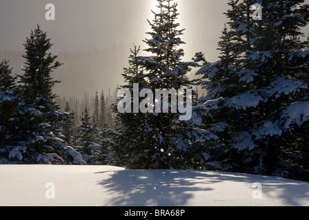 Le Canada, la Colombie-Britannique, Smithers. Un pilier de soleil tomber des cristaux de glace et enneigé des épinettes. Banque D'Images