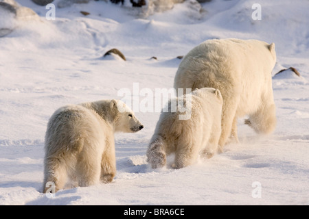 Le Canada, le Manitoba, la baie d'Hudson, à Churchill. Deux oursons polaires mère suivi dans tout paysage enneigé. Banque D'Images