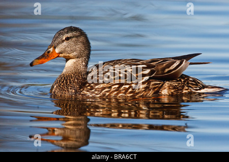 Le Canada, la Colombie-Britannique, Kamloops, le canard colvert (Anas platyrhynchos), canard, juin natation féminine Banque D'Images