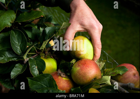 La cueillette des pommes, Malus domestica 'Orange' de Blenheim à Painswick Rococo Garden dans les Cotswolds, Royaume-Uni Banque D'Images