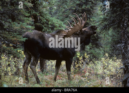 ALASKAN BULL moose Alces alces gigas Banque D'Images